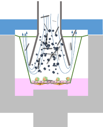 lung toxicity